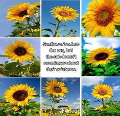 sunflowers are the sun, but the sun doesn't even know about their distance