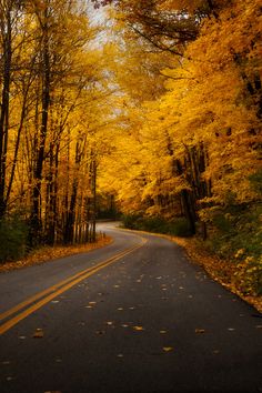 an empty road surrounded by trees with yellow leaves