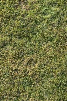 an aerial view of green grass and plants