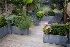 an outdoor garden with many plants and flowers in large blue planters on the ground