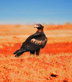 a large black bird standing on top of a dry grass covered field in front of a blue sky