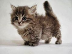 a small kitten standing on top of a white floor