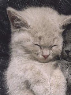 two kittens cuddle together on a couch