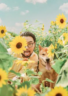 a man and his dog in a field of sunflowers with their tongue out