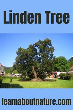 Linden Tree Wild Plants, About Nature, Tree Drawing, Landscape Trees, Outdoor Play, The Tree, Garden Plants, Trees