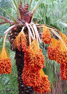 palm trees with orange flowers hanging from them