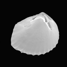 an image of a white shell on a black background