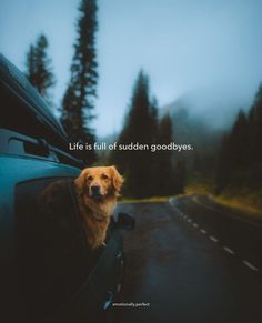 a dog is sitting in the back of a truck with its head out the window