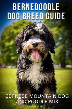 the bernese mountain dog and poodle mix is featured in this book, with its tongue out