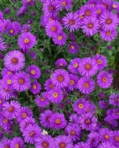 purple flowers are blooming in the garden