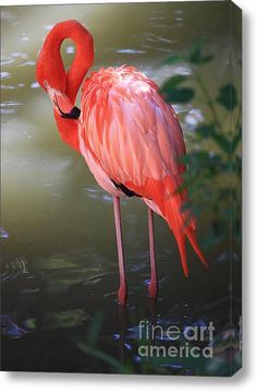 a pink flamingo standing in the water