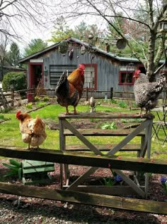 two roosters are standing on a fence in front of a barn and chicken coop