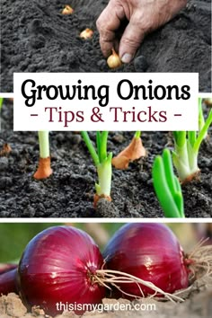 growing onions in the garden with text overlay that reads growing onions tips and tricks