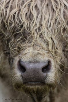 the head of a cow with long hair