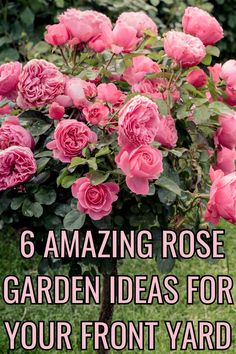 pink roses in tree form. Front Yard Flowers Ideas, Hydrangea And Rose Landscaping, Front Yard Rose Garden Ideas, Rose Flower Garden Ideas