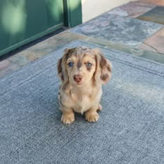 a small brown and black dog sitting on top of a blue rug next to a door