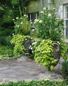 a garden with white flowers and greenery next to a house