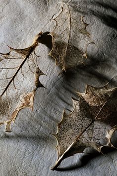 some leaves that are laying on the ground next to eachother's shadow