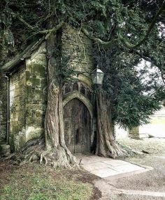 an old stone building with a tree growing out of it's door and steps leading up to the entrance