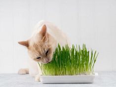 a cat is sniffing grass in a bowl