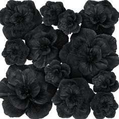 black flowers are arranged on a white background