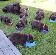 a group of puppies eating out of blue bowls