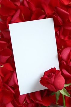 a red rose with a white sheet of paper on it and some petals around it