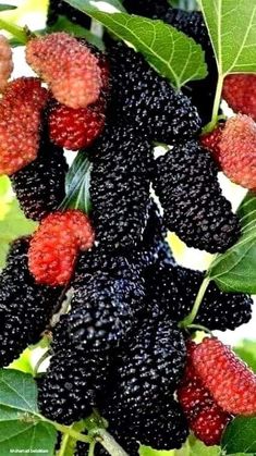 blackberries and raspberries growing on the tree