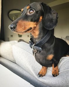 a black and brown dog sitting on top of a couch