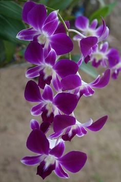 purple and white orchids are blooming in the garden