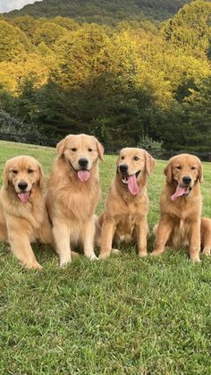 four golden retrievers sitting in the grass with their tongue hanging out and looking at the camera