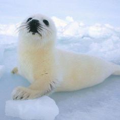 an animal that is laying down on some ice