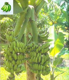 several bunches of green bananas hanging from a tree