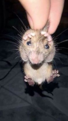 a small rodent being petted by someone's hand