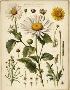 an illustration of flowers and leaves from the natural history of plants, including daisies