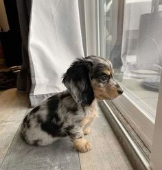 a small black and white dog sitting next to a window