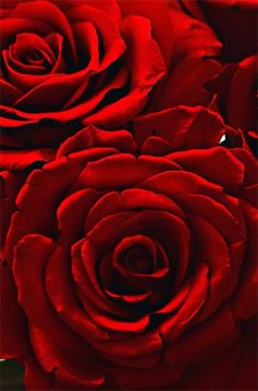 two red roses are shown close up