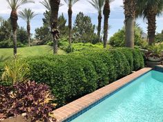 a swimming pool surrounded by palm trees and shrubbery