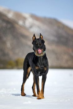 a black and brown dog standing in the snow with mountains in the backgroud