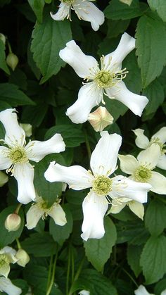 Mountain clematis Climbing Clematis, Small Shrubs, Late Winter, How To Level Ground