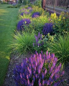 purple flowers are in the middle of a garden