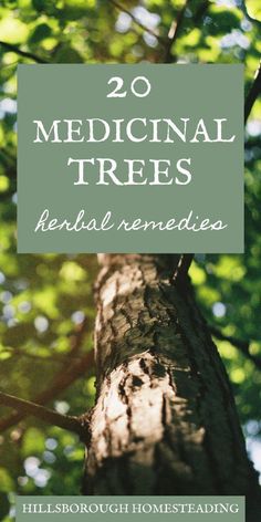 Health Medical Terminology - The Definition - Health Medical terminology is defined as a state of overall good health in which infirmity and disease are absent. Health can be achieved through a... #HealthyLife Medicinal Trees, Healing Plants, Herbal Healing, Diy Remedies