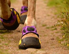 a horse's legs and feet wearing purple shoes