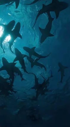 a large group of sharks swimming in the ocean