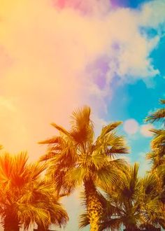 palm trees against a blue sky with clouds