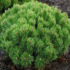 a close up of a green plant in the dirt