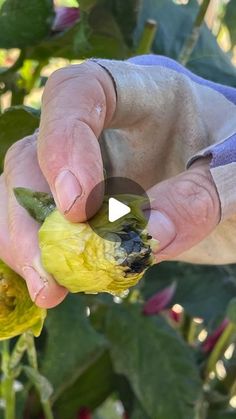 a person holding a yellow flower in their left hand and touching it with the other hand