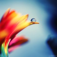 a drop of water sitting on top of a colorful flower