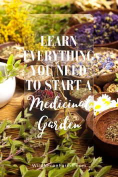 how to start a medicinal garden Medicinal Herbs To Grow, Medicinal Herb Garden, Herbs For Chickens, Herbs To Grow, Herbs List, Medicinal Herbs Garden, Herbs For Health, Healing Herbs