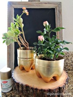 three potted plants sitting on top of a tree stump